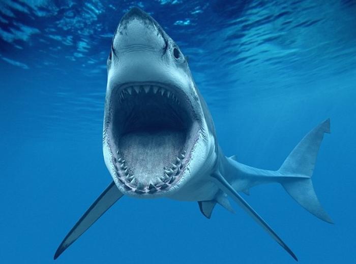 Shark tooth regeneration versus human tooth regeneration